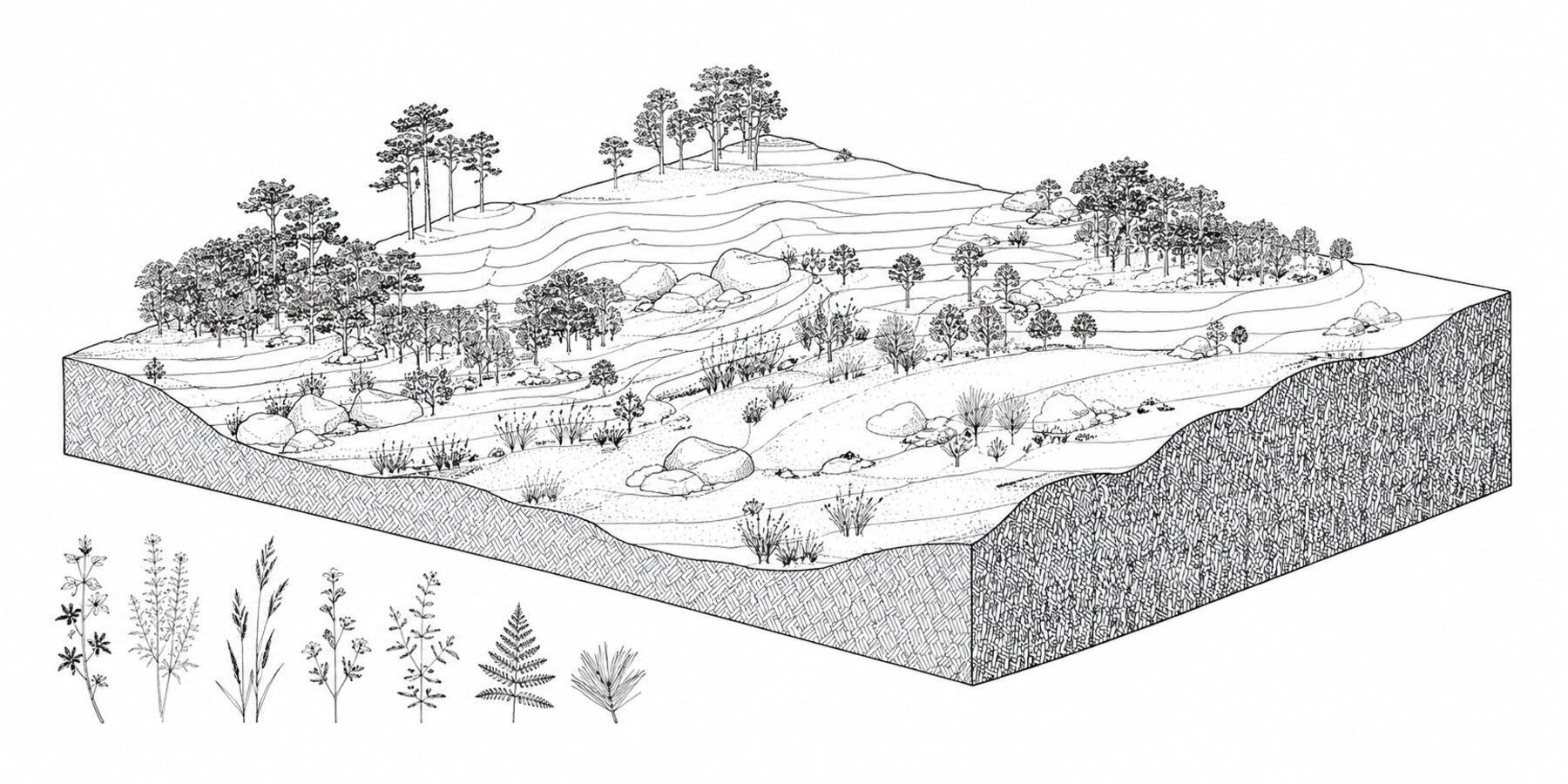 A topographic cross-section diagram: surface vegetation, soil and rock layers below, and a key of plant species at the side. A visualization of what reading the land produces.