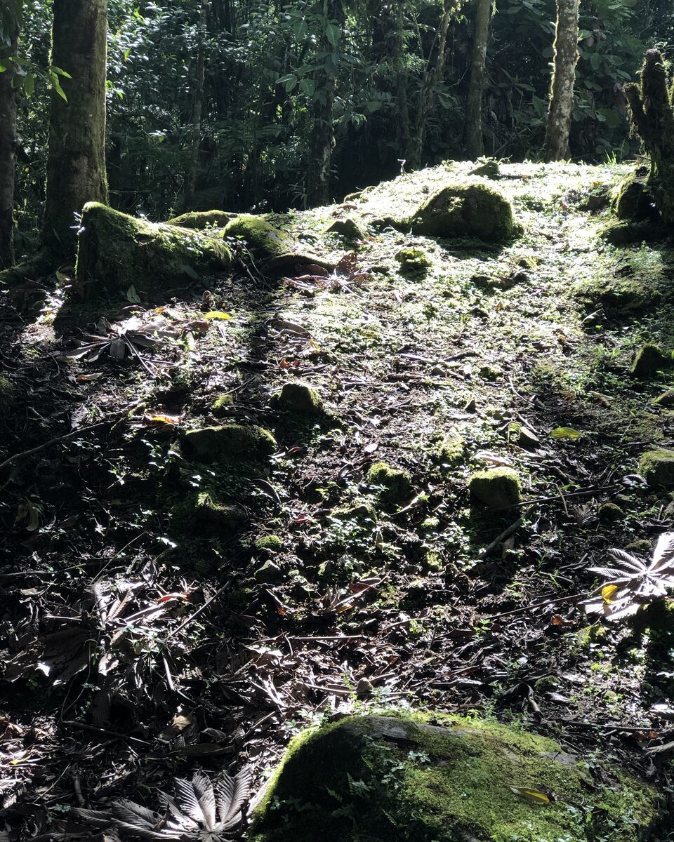 Moss and leaf litter on the forest floor, sunlight raking across.