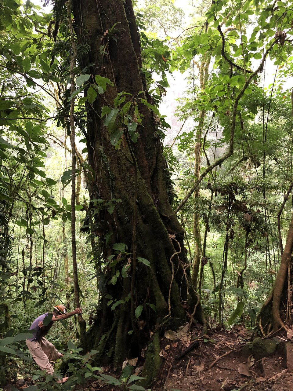 A practitioner at the foot of a great vine-covered tree, providing scale.